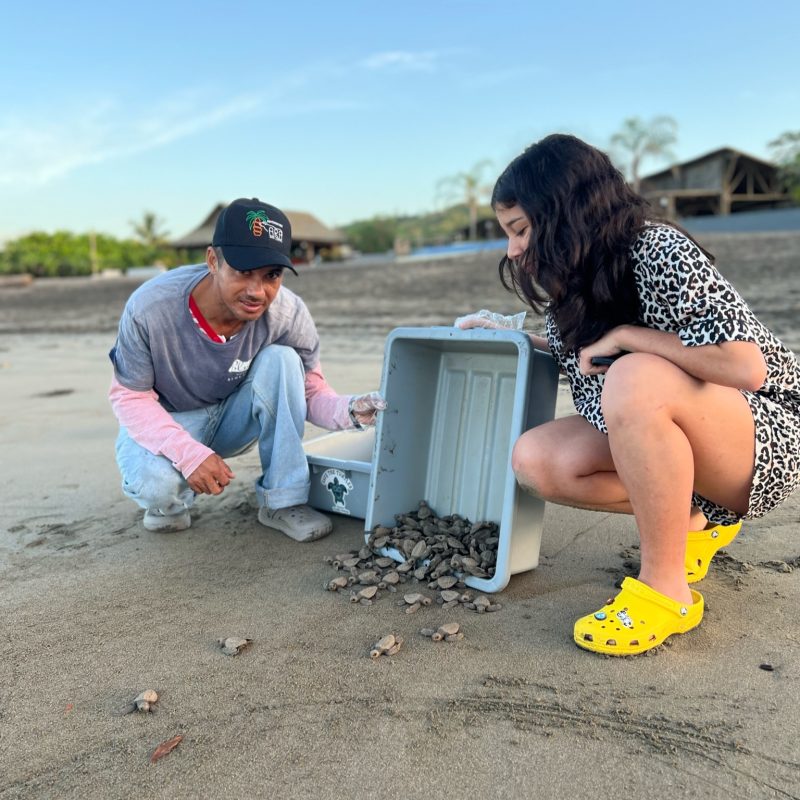 releasing new-born baby sea turtles into the ocean in Panama